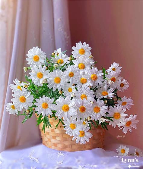 hình ảnh hoa cúc trắng