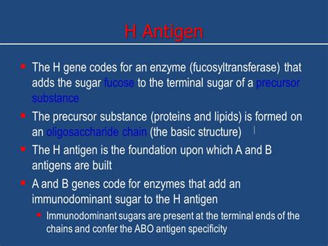 H Antigen Terminal Sugar