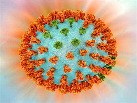 h3n2 strain of the influenza a virus