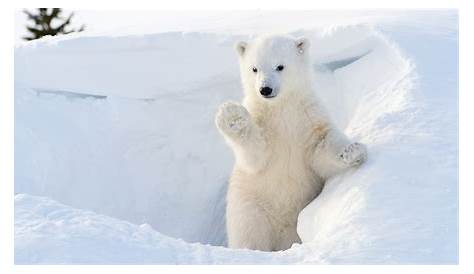 Croquer un ours polaire dans son habitat naturel pendant les vacances