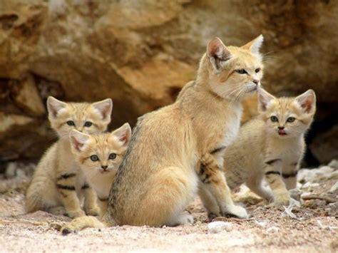 Habitat Kucing Lengkap Dengan Gambarnya NamaNama Hewan