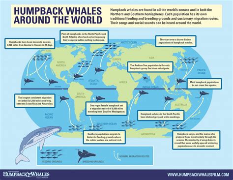 habitat and migration patterns of whales