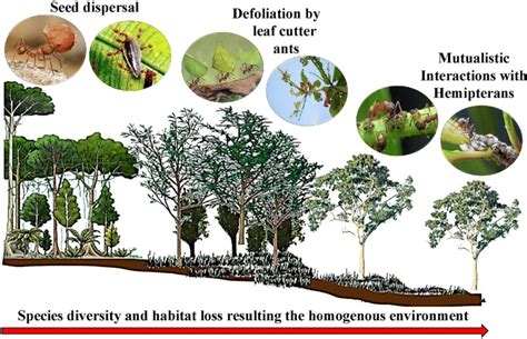 Habitat Destruction And Fragmentation Can Lead To