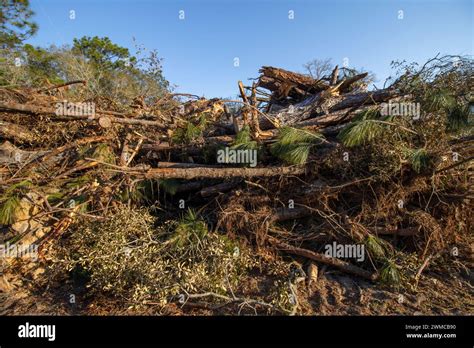 Habitat Destruction Florida
