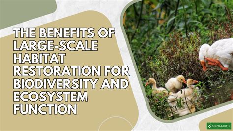 Habitat Ecosystem Function