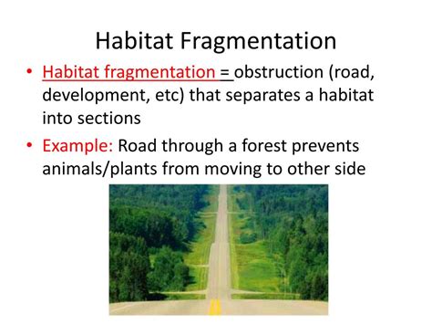 Habitat Fragmentation Example Sentences