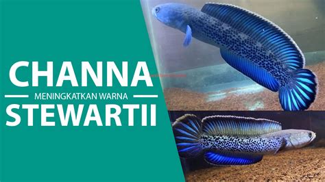 Habitat Ikan Channa Stewartii