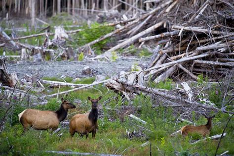 Habitat Loss And Fragmentation Over Exploitation And Coextinction Are Causes For