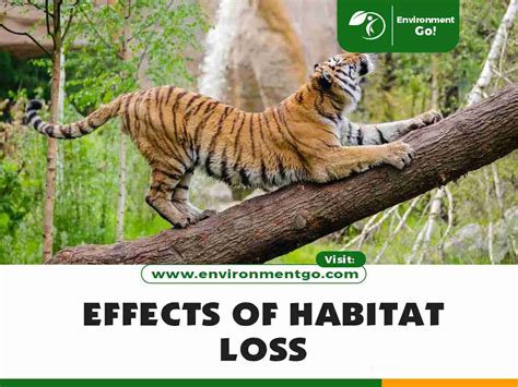 Habitat Loss Effects