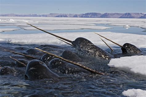 Habitat narwhal