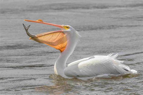 habitat of a pelican