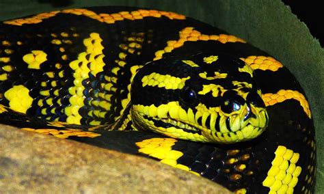 Habitat Of Jungle Carpet Python