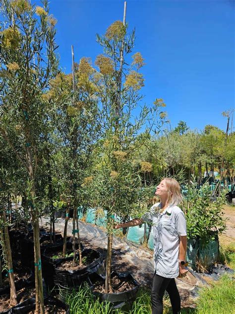 Habitat Tree Nursery