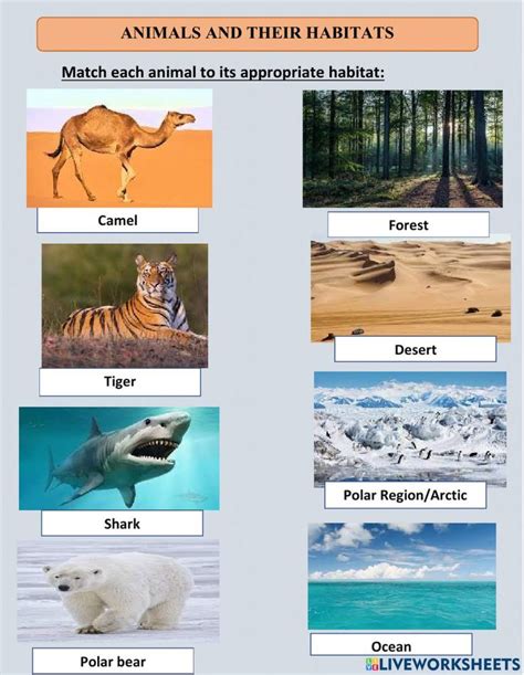 Habitats For Grade 3