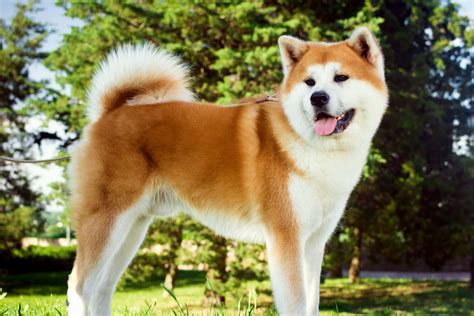 hachiko breed