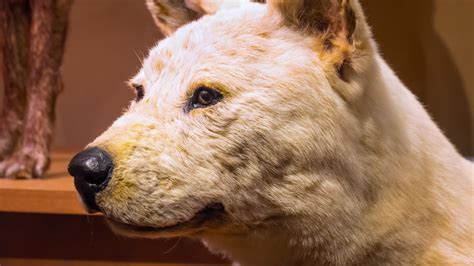 hachiko the world most loyal dog