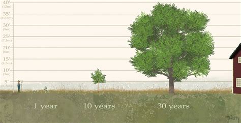 Hackberry Growth Rate