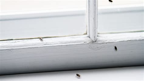 Natural Methods to Keep Insects out of Home Effective Ways to Get Rid