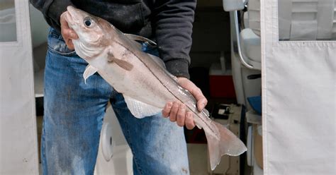 Haddock Spots Cape Cod