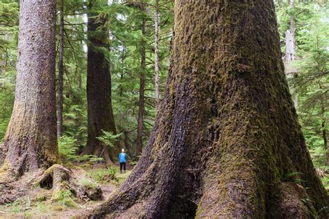 haida gwaii forest district