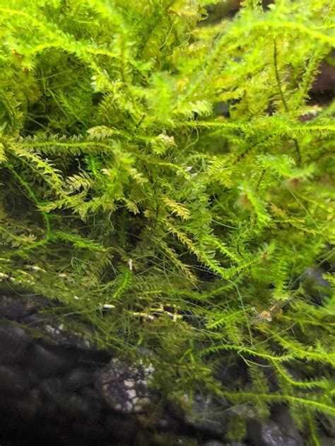 Hair Algae On Java Moss