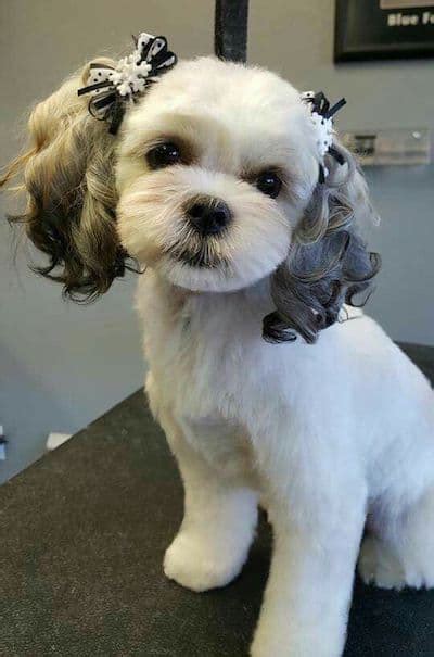 The 25+ best Dog haircuts ideas on Pinterest Dog grooming styles