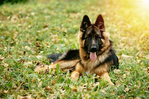 haired german shepherd