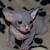 hairless cat pictures