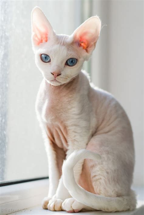 Hairless Cat Devon Rex