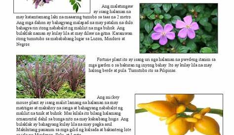 mga halamang ornamental na mababa - philippin news collections