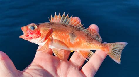 Half Banded Rockfish