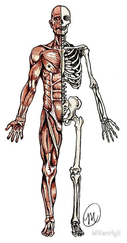 Half Skeleton Half Muscle Drawing