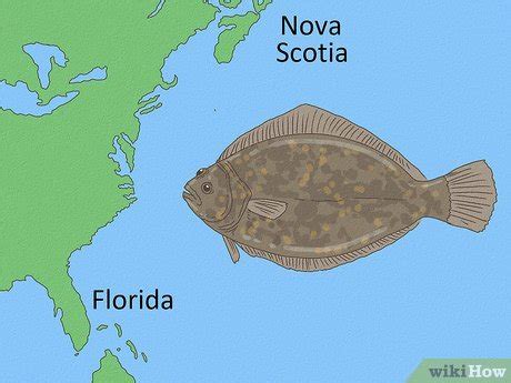 Halibut Brief Description