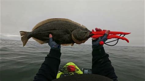 Halibut Limit California