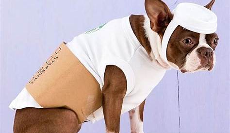 Halloween Costume Ideas For Dogs