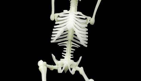 Halloween Images Skeleton
