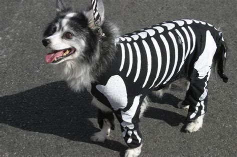 Complete Your Group Look with These Halloween Dog Costumes