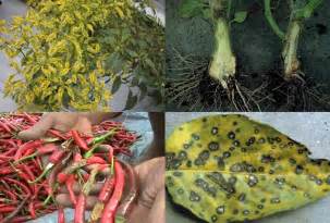 hama dan penyakit pada tanaman cabai
