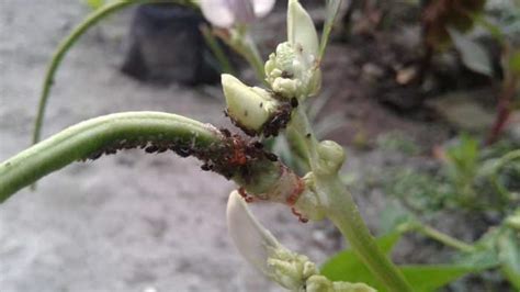 Serangan hama pada tanaman kacang panjang