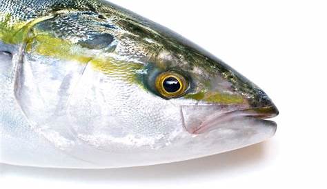 Hamachi Fish In English Yellowtail Kingfish XL
