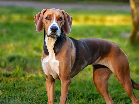 Here Are 6 Facts hamiltonstovare your next loyal companion