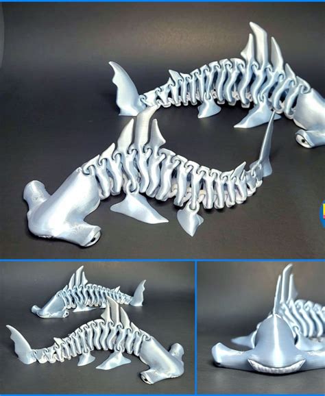 Hammerhead Shark Bones