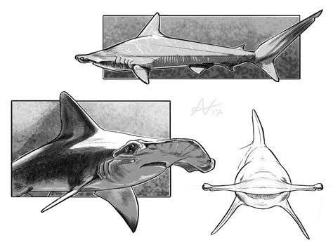 Hammerhead Shark Reference
