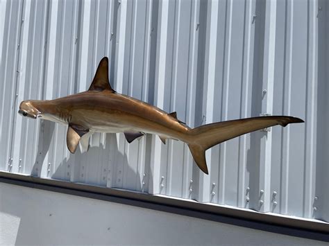 Hammerhead Shark Replica