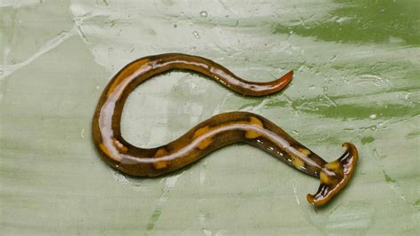 Hammerhead Worm From