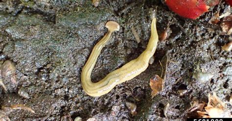 Hammerhead Worm Symptoms