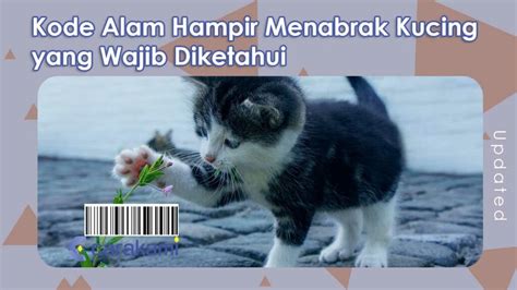 5 Mitos Menabrak Kucing di Indonesia. Jadi Pembawa Sial?