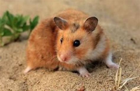 Nama Hamster Yang Unik / Hamster merupakan salah satu hewan peliharaan favorit di dunia.