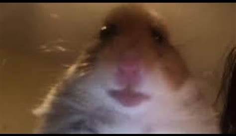 Imagens De Hamster Meme : You can take any video, trim the best part