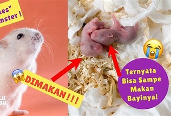 bayi hamster makanan